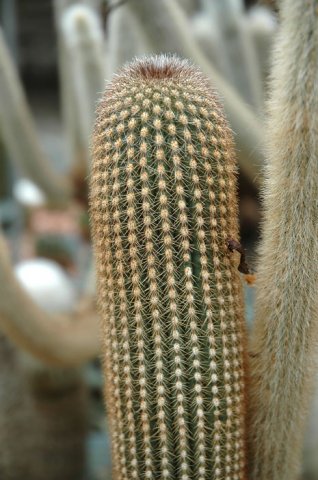 Trixanthocereus_jelinkianus